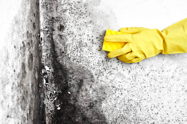 Best Professional Mold Removal  in Sagamore, MA