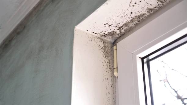 Best Professional Mold Removal  in Sagamore, MA