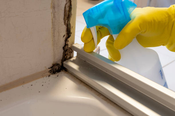 Best Fast Mold Removal  in Sagamore, MA