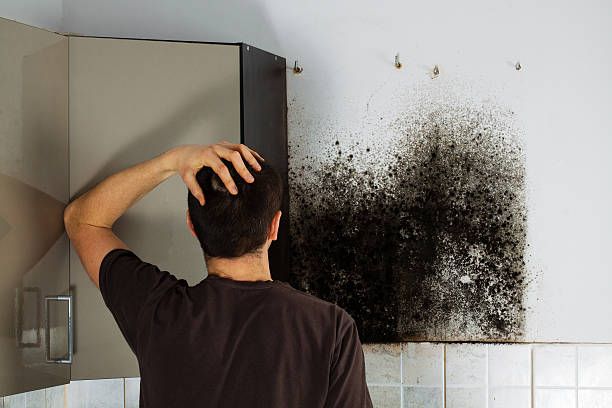 Best Mold Remediation  in Sagamore, MA